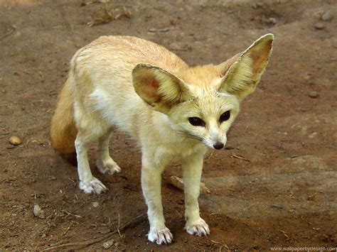 fennec fox   desert fox       large ears  fox  smaller