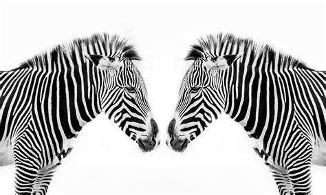 zebra pictures  color