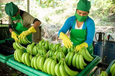 peru exporto  toneladas de banano organico hasta agosto