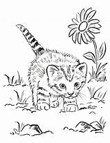 Kitten Coloring Little Pages Print Lately Behind Since Going Ve Been Post sketch template