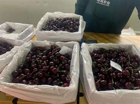 chinese cherry sales improve  demand grows
