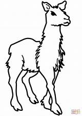Coloring Llama Pages Llamas Online Printable Drawing Silhouettes Supercoloring Comments sketch template