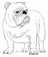 Bulldog Ausmalbilder Bulldogge French Buldog Colorare Dog Englische Printable Supercoloring Engelse Anglais Bulldogs Bestcoloringpagesforkids Francese Bouledogue Tutorials Colouring Coloriages Inglese sketch template