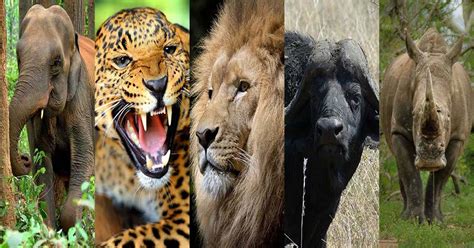 big  animals  africa safari avventura