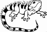 Lizard Iguana Eidechse Anfibi Reptile Iguanas Leguan Repteis Pintar Malvorlage Ausmalbilder Pintarcolorir Animais Schlangen Gestreift Sheets 1477 2148 Pixels Skink sketch template