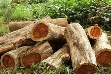 illegal rosewood trade ghana  tighten monitoring measures