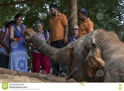 An Elephant Waits Patiently To Be Fed At The Pinnawala Elephant
