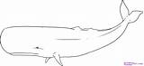 Whale Drawing Whales Outline Sperm Line Draw Coloring Clipart Blue Realistic Gray Humpback Simple Drawings Pencil Color Lessons Animals Tutorials sketch template