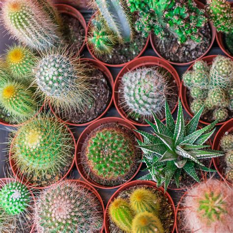 unusual  exotic cacti plants  seeds