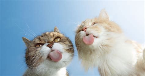 katzenbilder die lustigsten suessesten bilder von katzen
