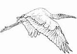 Wood Coloring Stork Flight Thrush Bird sketch template