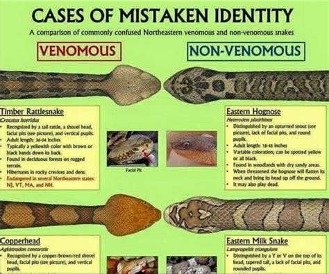 snakes images  pinterest