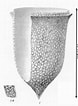 Afbeeldingsresultaten voor "ascampbelliella Obscura". Grootte: 78 x 106. Bron: www.marinespecies.org