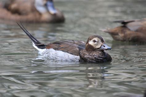 gales photo  birding blog long tailed duck