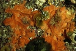 Image result for "clathria Atrasanguinea". Size: 155 x 104. Source: www.unterwasser-welt-mittelmeer.de
