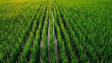 plantacao de arroz dicas  otimizar  producao syngenta digital
