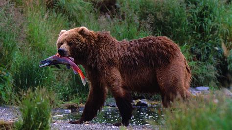 grizzly ecology pt  bears fish  trees grizzly bear conservation