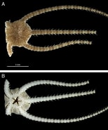 Afbeeldingsresultaten voor "malmgrenia Ljungmani". Grootte: 154 x 185. Bron: www.scielo.org.mx