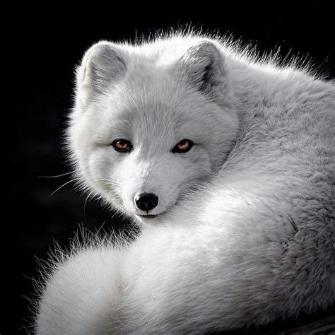winter fox  photograph  wes  dotty weber