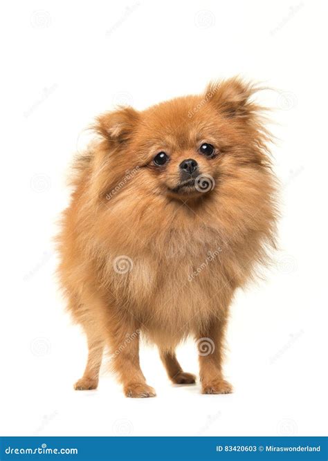 pomeranian mini spitz dog standing stock image image  camera white