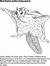 Flying Gale Designlooter Mammals sketch template