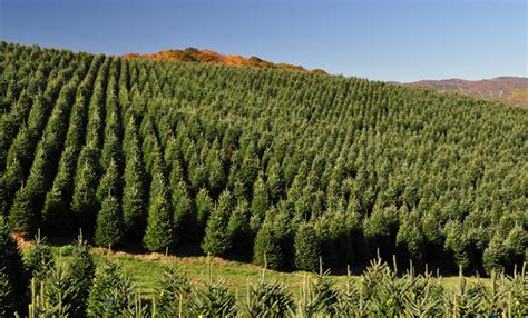 tree farms atbbtcom