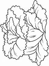 Lettuce Groente sketch template
