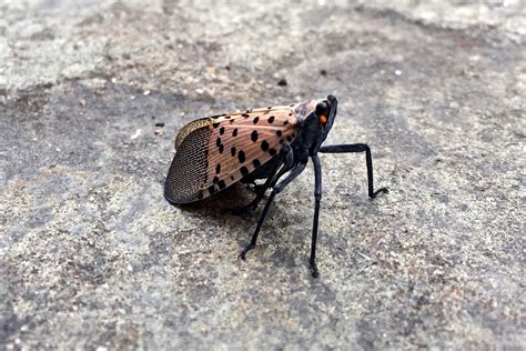 spotted lanternfly  invading  philadelphia region whyy