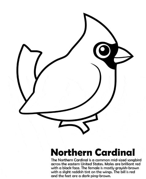 northern cardinal coloring page animals town  northern cardinal