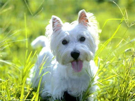 west highland white terrier breed guide learn   west highland