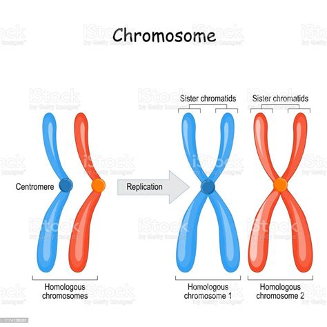 Différence Entre Les Chromosomes Homologues Une Paire De Chromosomes