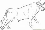 Mewarnai Darat Cattle Hewan Banteng Jantan Sketsa Ongole Lengkap Putih Hitam sketch template