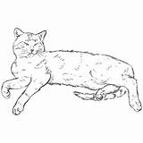 Cat Lying Sketch Vector sketch template