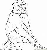 Coloring Baboon Baboons Pages Hamadryas Coloringpages101 Color Printable sketch template