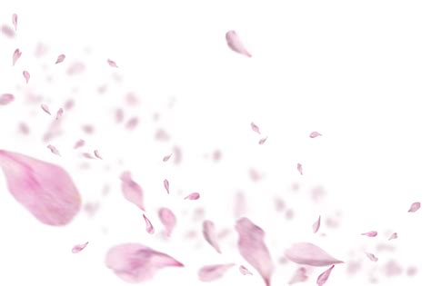 pink petals photo overlays  wedding photo editing