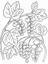 Ausmalbild Pflanzen Kostenlos Coloring Malvorlage Weintrauben Malvorlagen Drucken Currant Ausdrucken Doske Generals Variats Blackberry sketch template