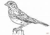 Sparrow Vesper Coloring Pages sketch template