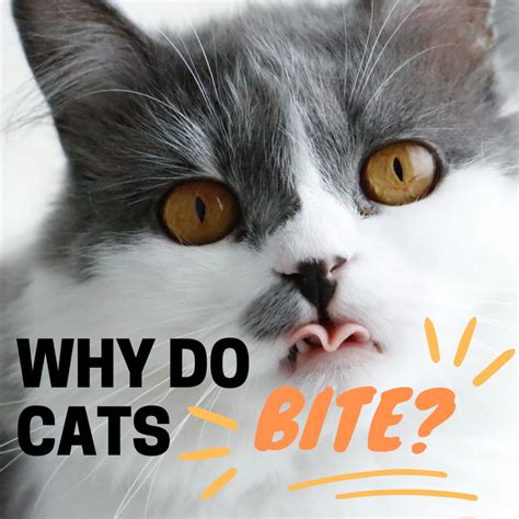 5 Reasons Why Your Cat Will Bite You And How To Stop It Sm02