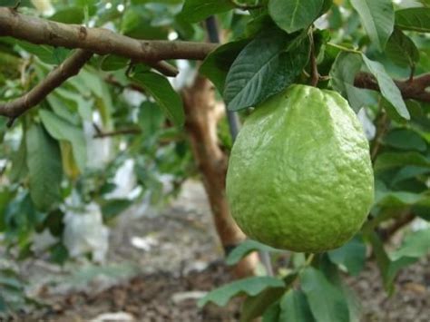1 Thai Guavas Tropical Fruit Trees In 3 Gallon Pot Blsg18