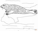 Seal Coloring Harbor Pages Leopard Seals Print Color Kids Drawing Printable sketch template