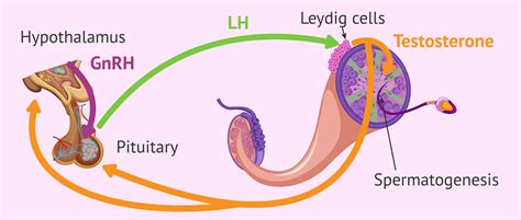 role  lh  spermatogenesis