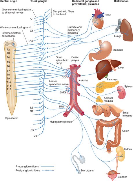 The Autonomic Nervous System Neupsy Key