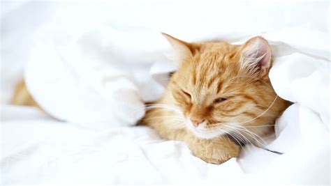 Ginger Cat Lies On Bed Stock Footage Video 100 Royalty