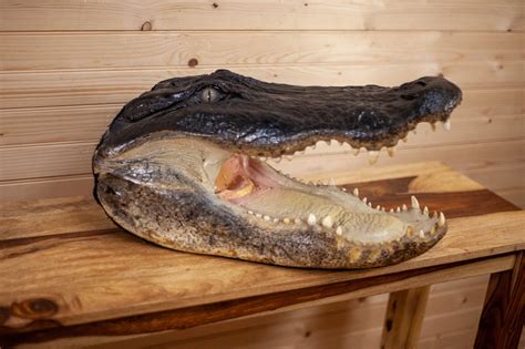 excellent alligator head taxidermy mount dw safariworks decor