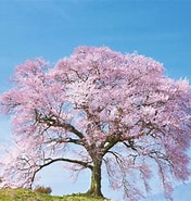 桜 樹齢 に対する画像結果.サイズ: 176 x 185。ソース: osakadesign.com