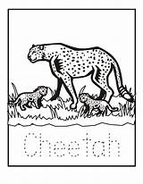 Coloring Pages Cheetah Zoo Animal Color Printable Print Animals Cheetahs Baby Babies Kids Sheet Writing Sheets Letter Popular Printables Book sketch template