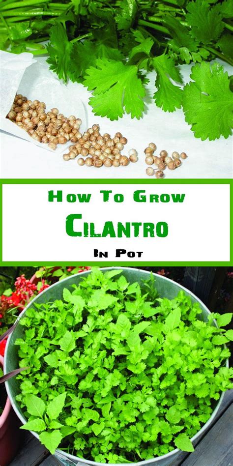 grow cilantro   pot   growing cilantro cilantro