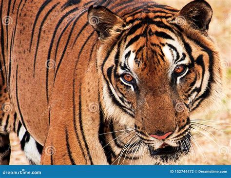 bengal tiger predator hunting  prey stock photo image  tiger