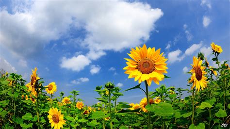 wallpaper summer sunflowers clouds blue sky 1920x1200 hd