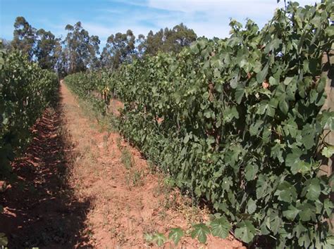 portugals alentejo wine region part  mouchao